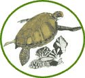 The Kenya Sea Turtle Conservation and Management Trust